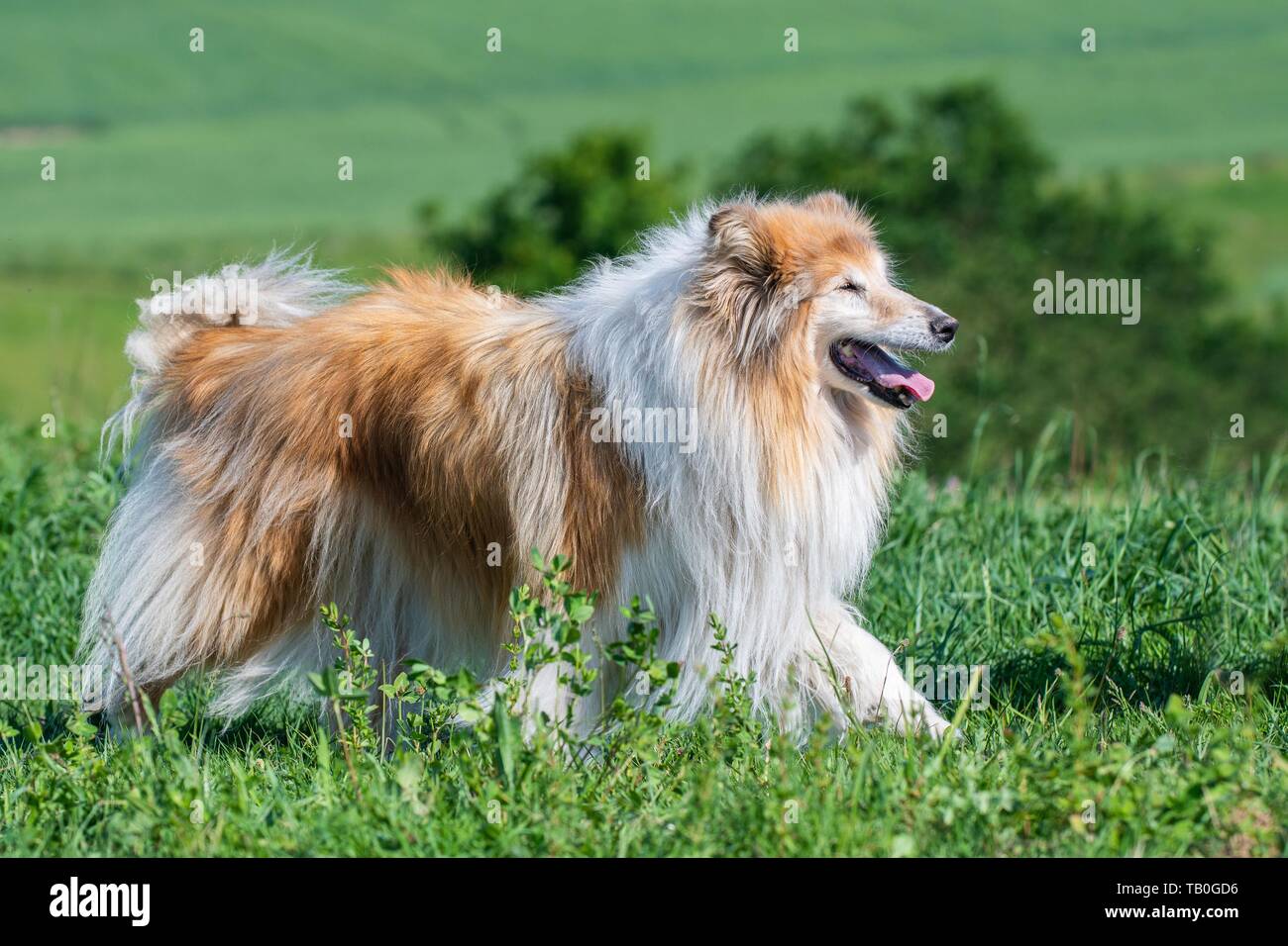 walking longhaired Collie Stock Photo