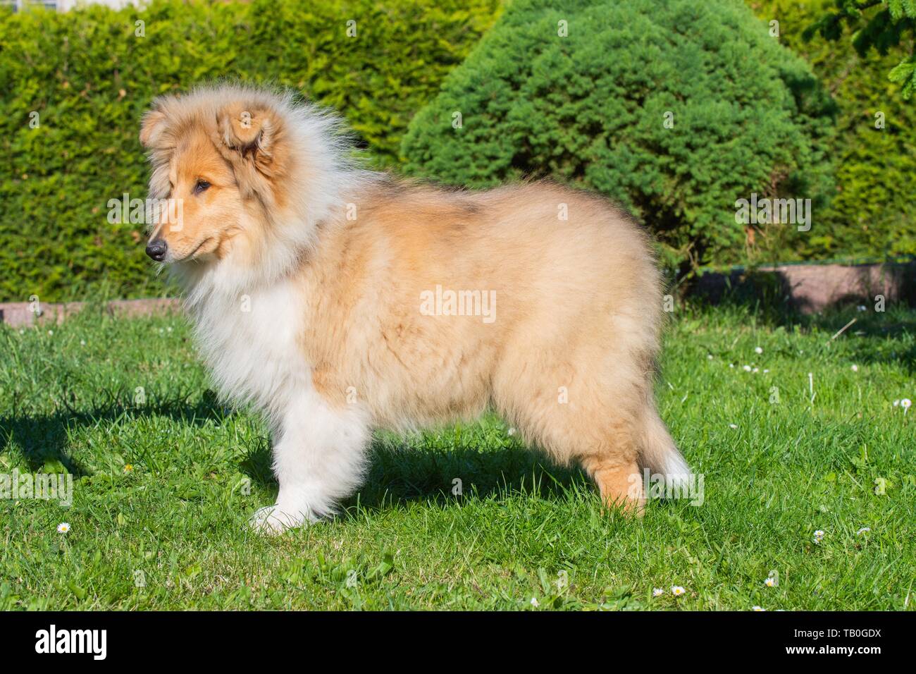 young longhaired Collie Stock Photo