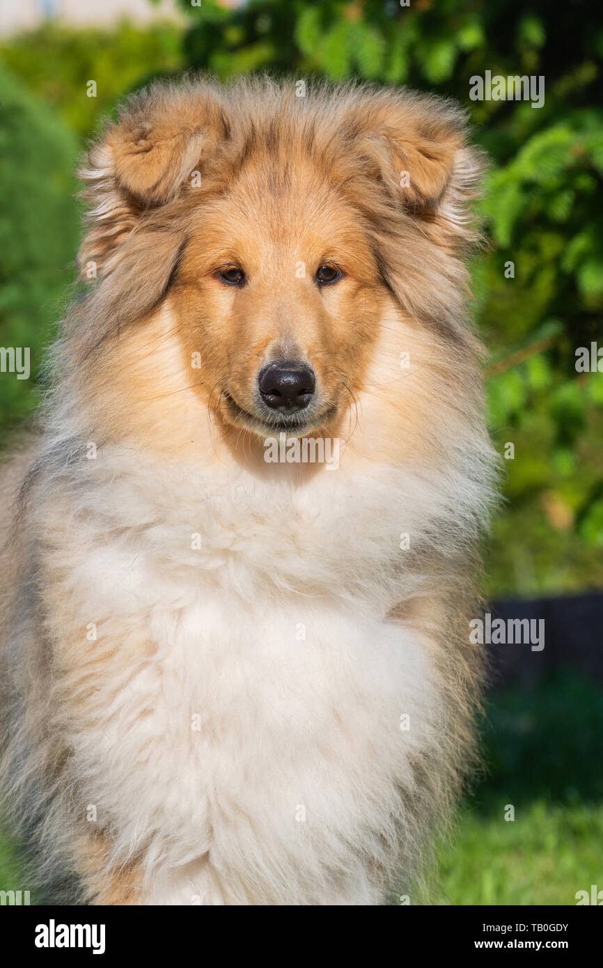 Young Longhaired Collie Stock Photo 247719303 Alamy