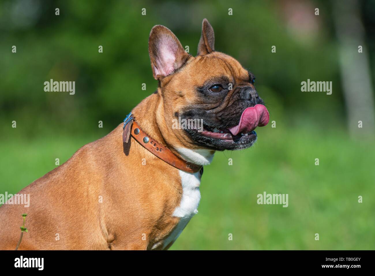 French Bulldog Portrait Stock Photo