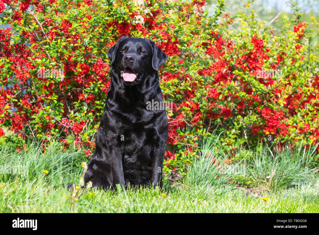 sitting Labrador Retriever Stock Photo - Alamy