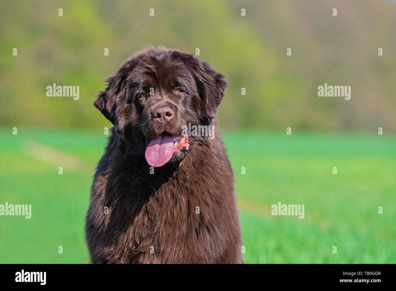 Newfoundland Dog Portrait Stock Photo