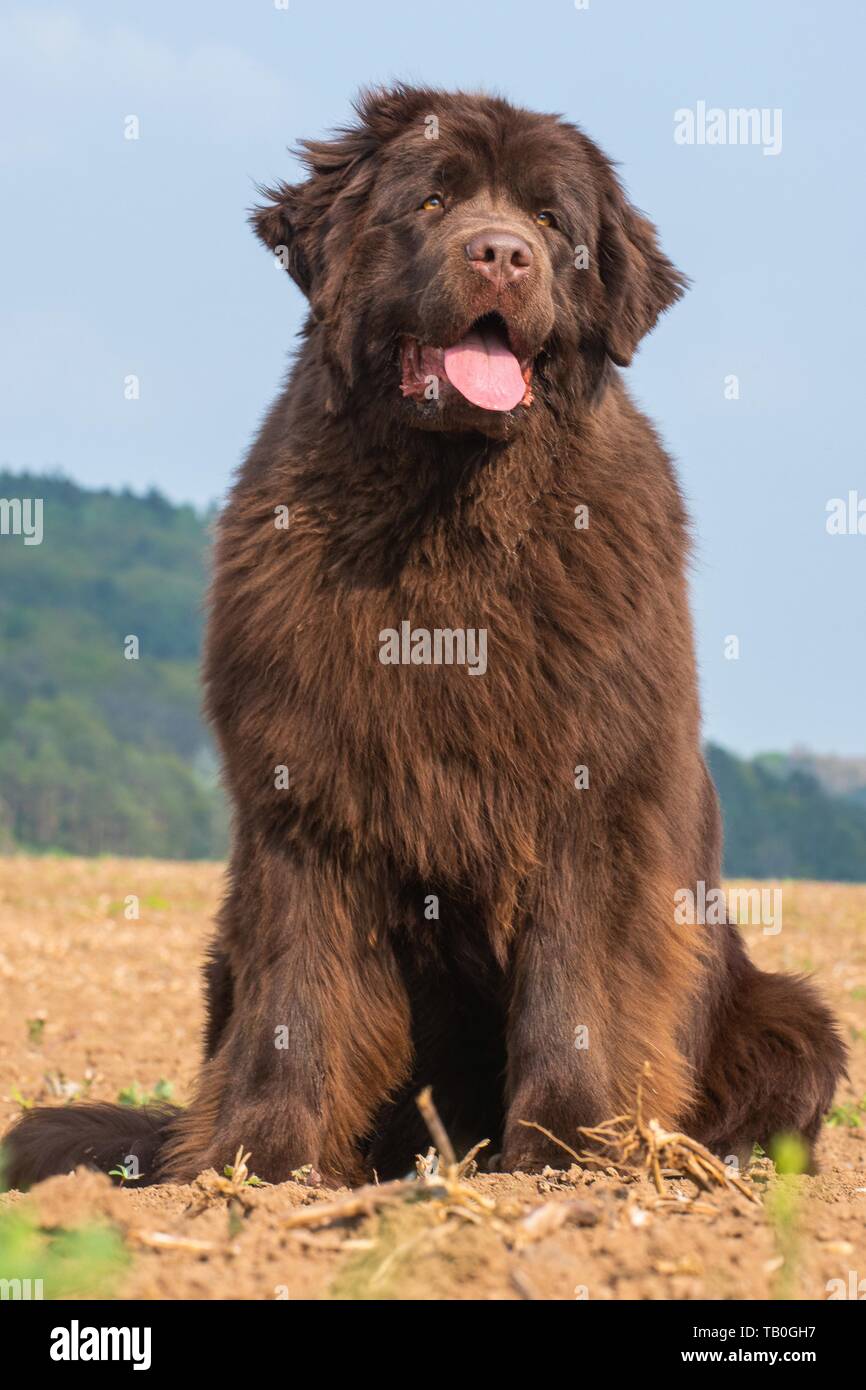 sitting Newfoundland Dog Stock Photo