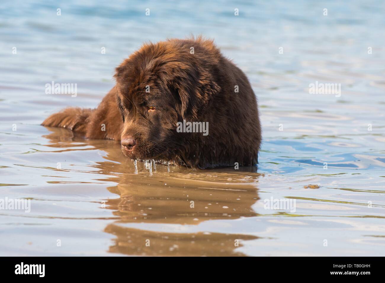 bathing Newfoundland Dog Stock Photo