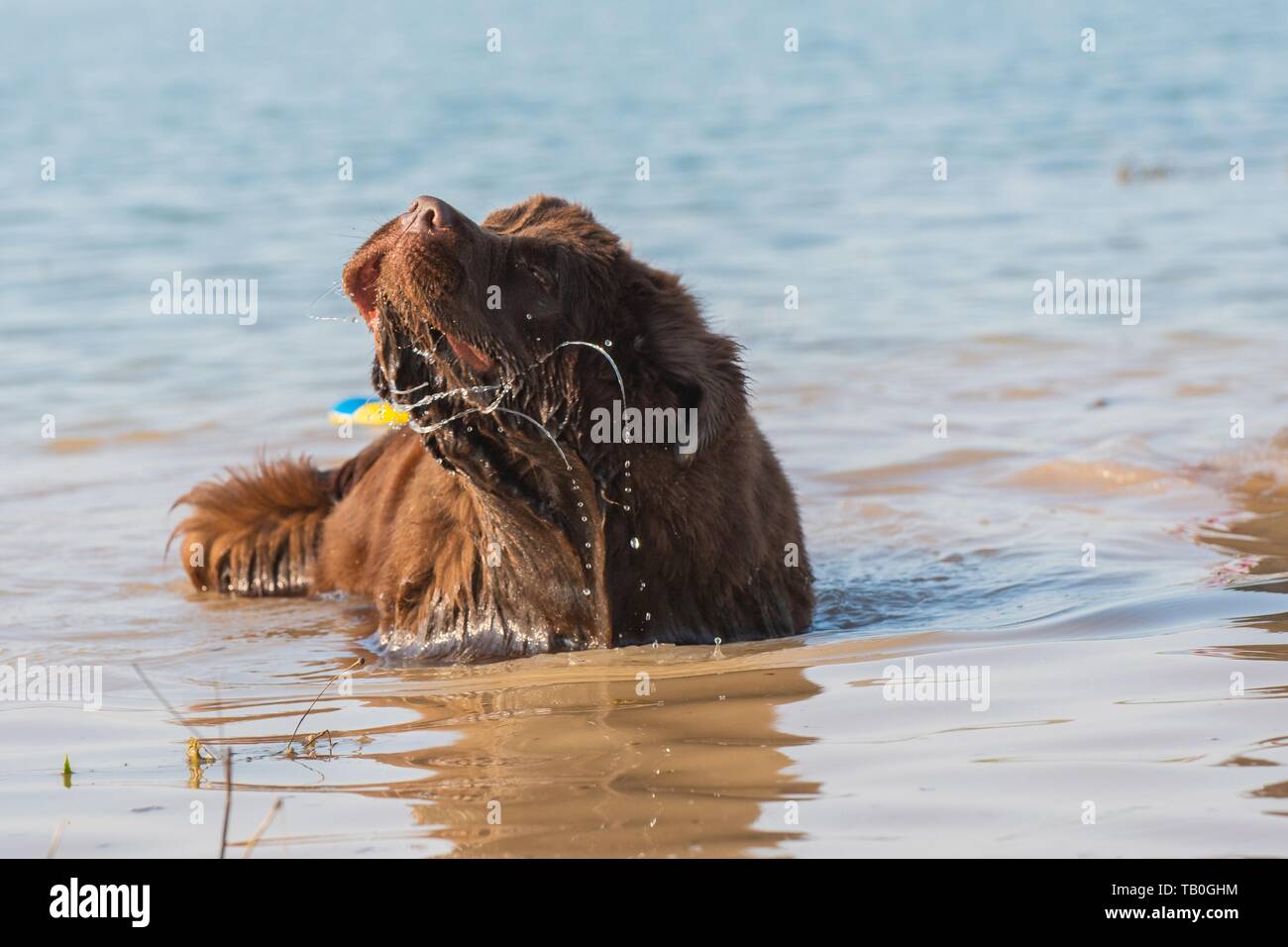 bathing Newfoundland Dog Stock Photo