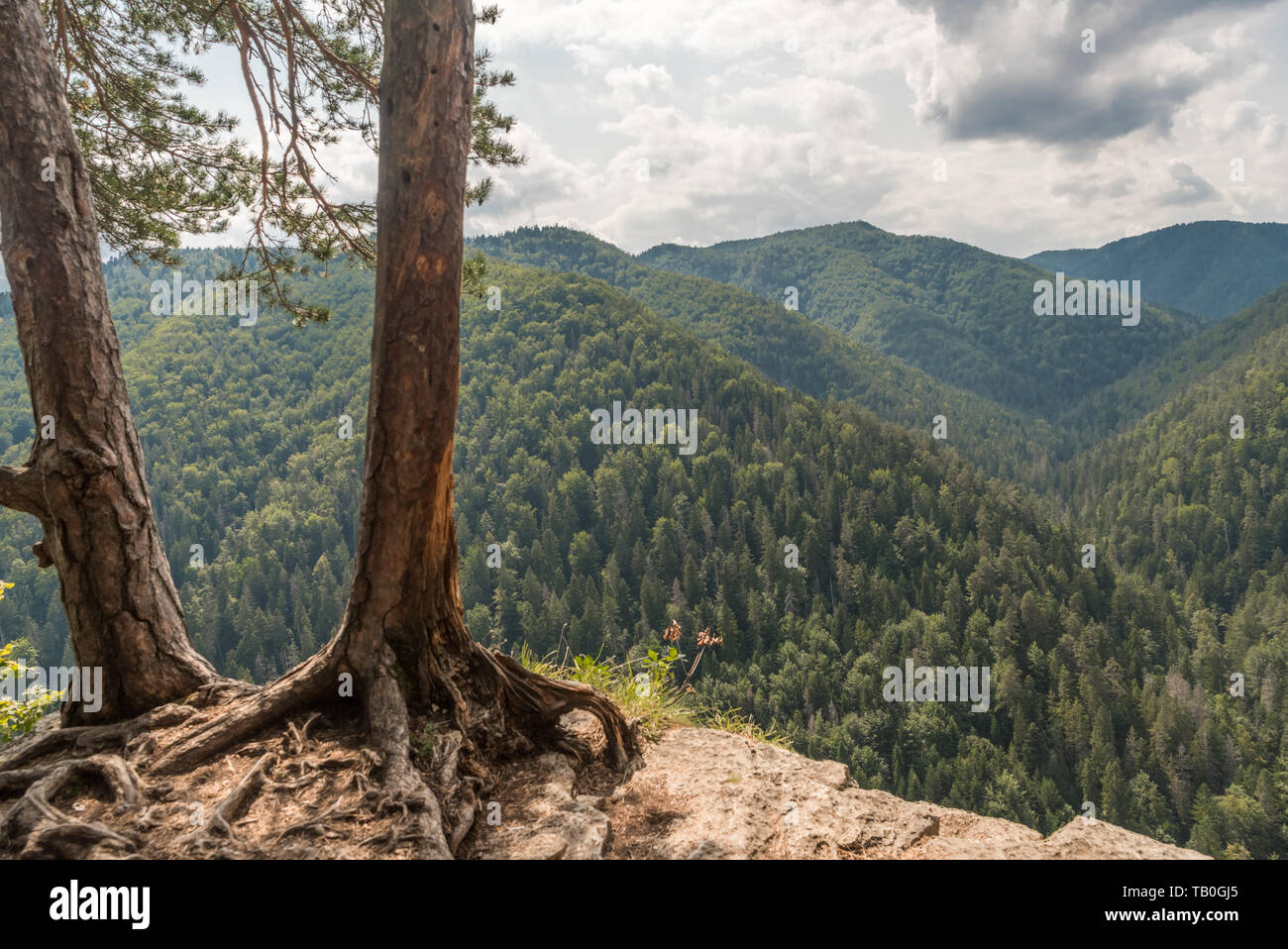 Two tree trunks hi-res stock photography and images - Alamy