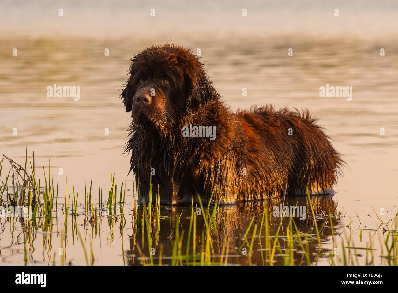 bathing Newfoundland Dog Stock Photo