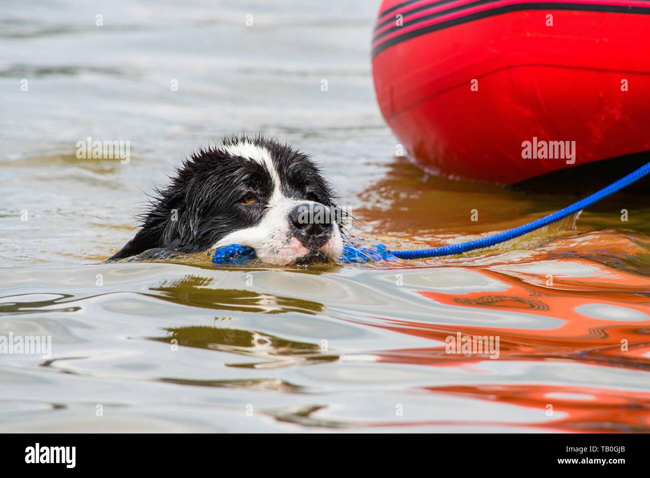 Landseer is trained as a water rescue dog Stock Photo