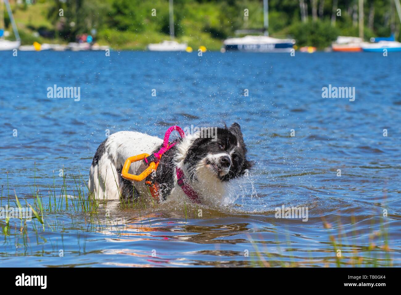 Landseer is trained as a water rescue dog Stock Photo