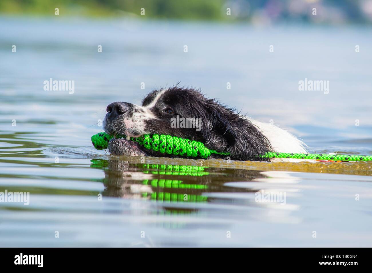 Landseer is trained as a water rescue dog Stock Photo
