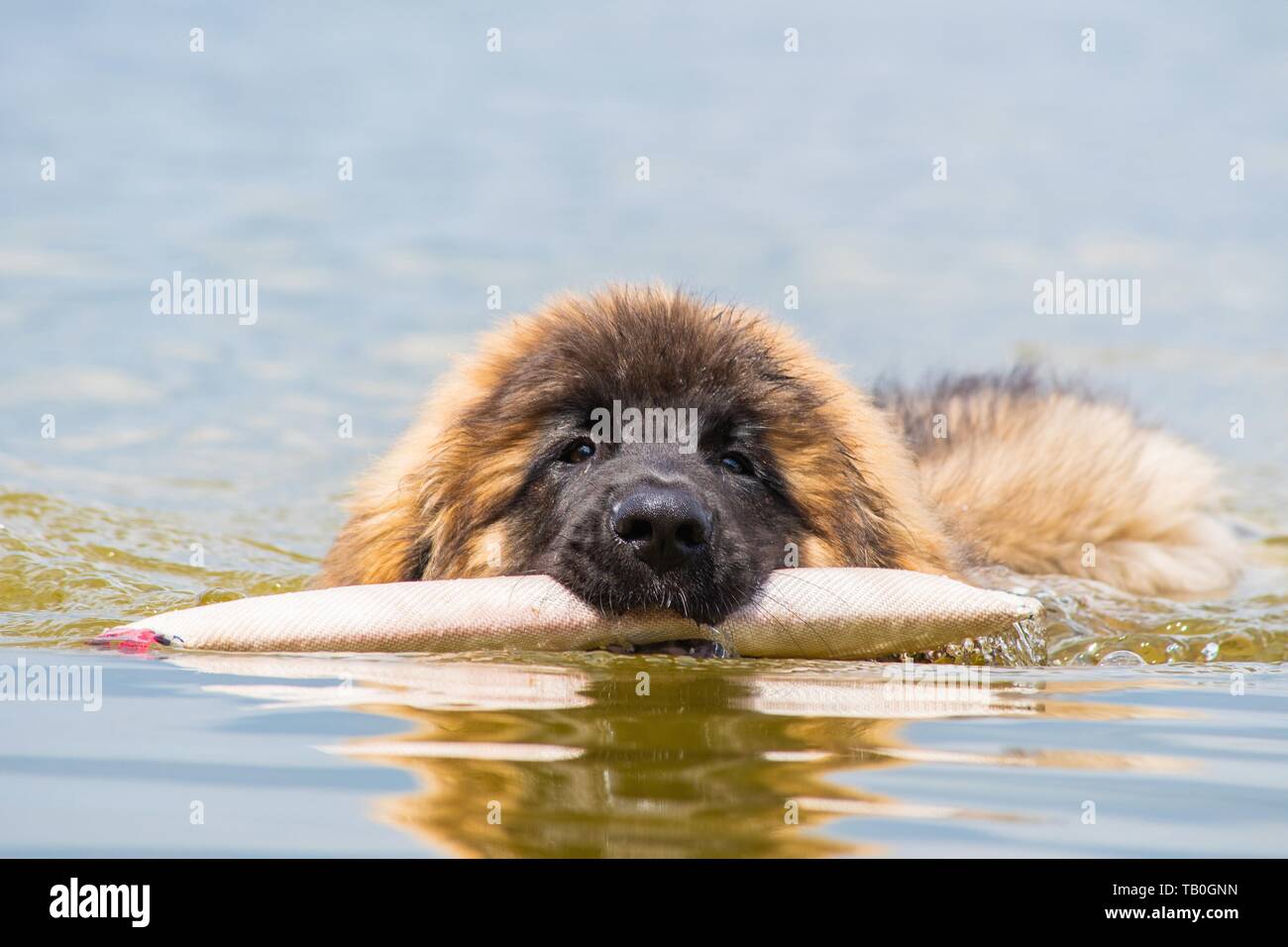 Leonberger is trained as a water rescue dog Stock Photo