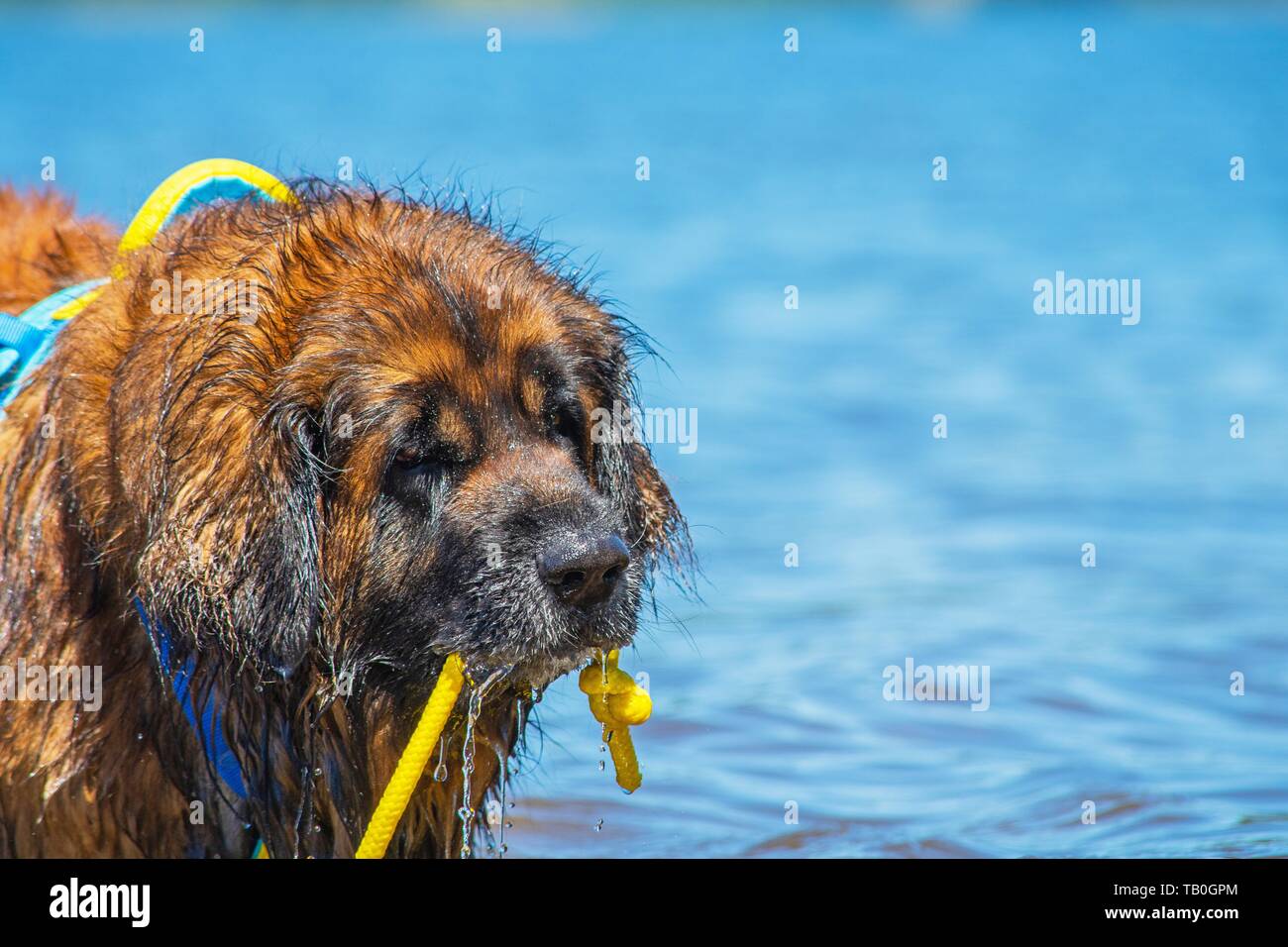 Leonberger is trained as a water rescue dog Stock Photo