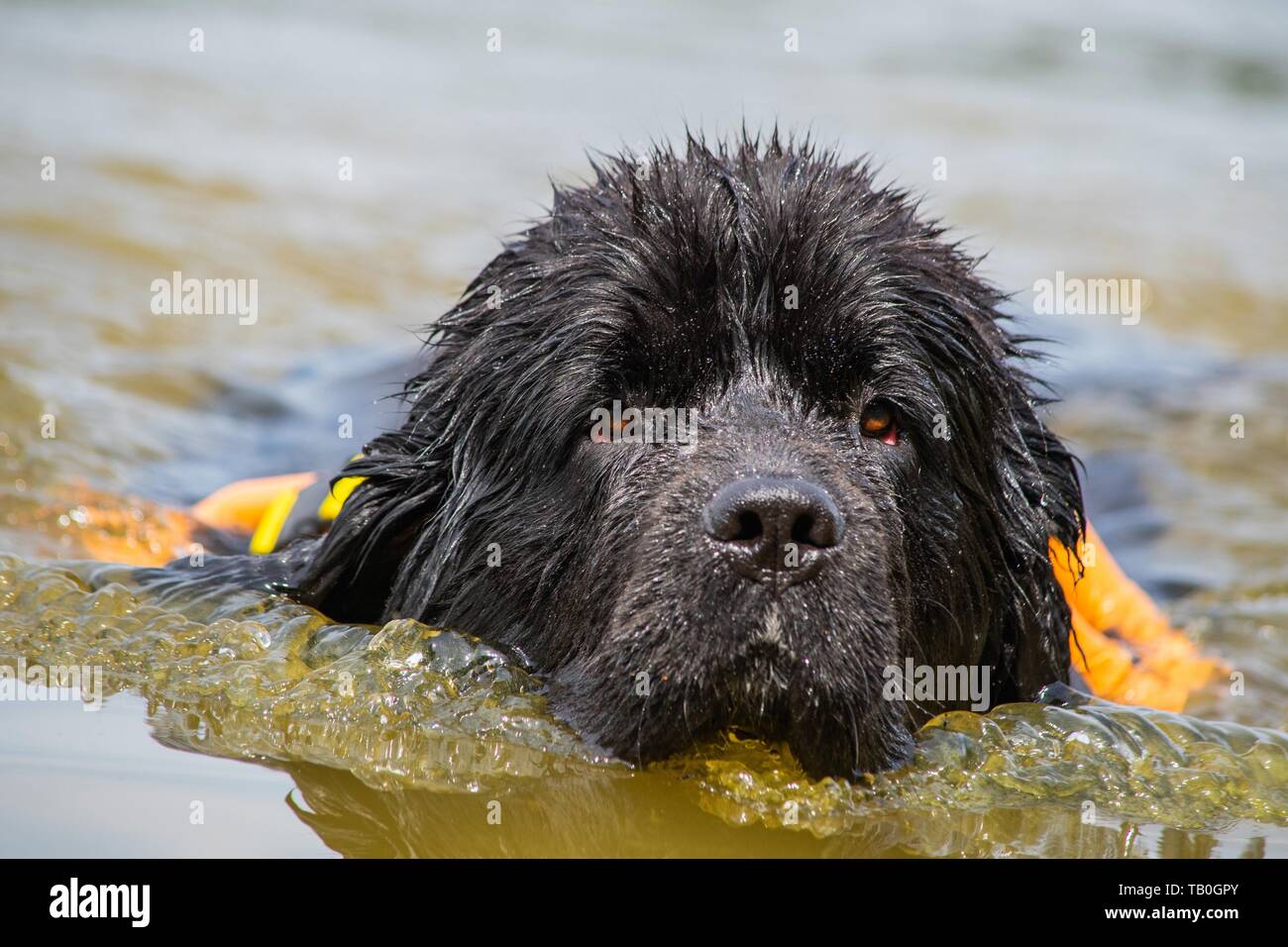 Rescue dog newfoundland swimming hires stock photography and images