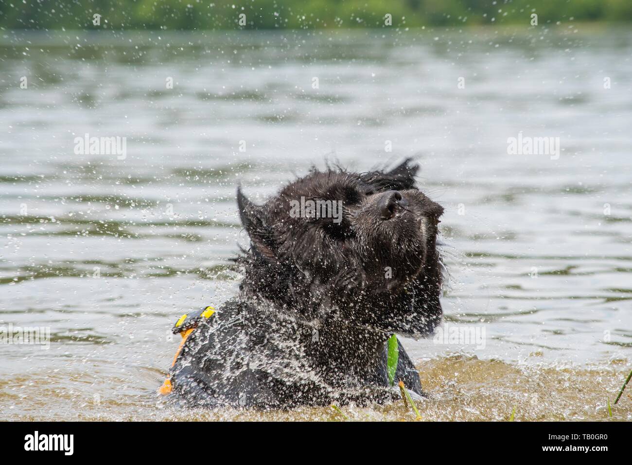 Newfoundland is trained as a water rescue dog Stock Photo Alamy