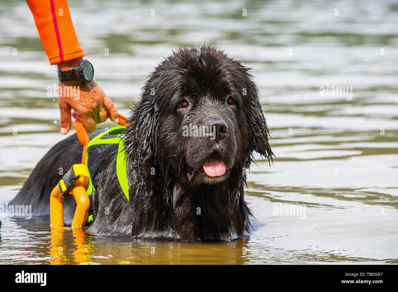 Newfoundland is trained as a water rescue dog Stock Photo