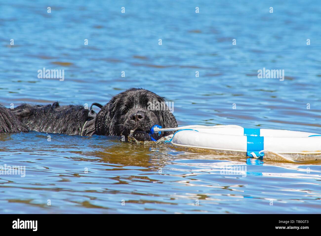 Newfoundland is trained as a water rescue dog Stock Photo Alamy
