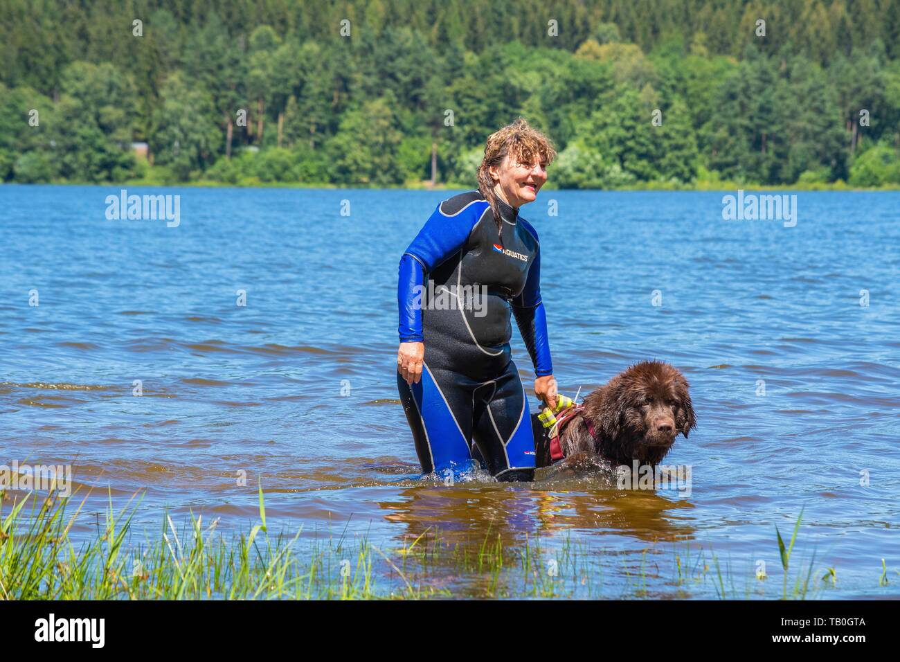 Newfoundland is trained as a water rescue dog Stock Photo