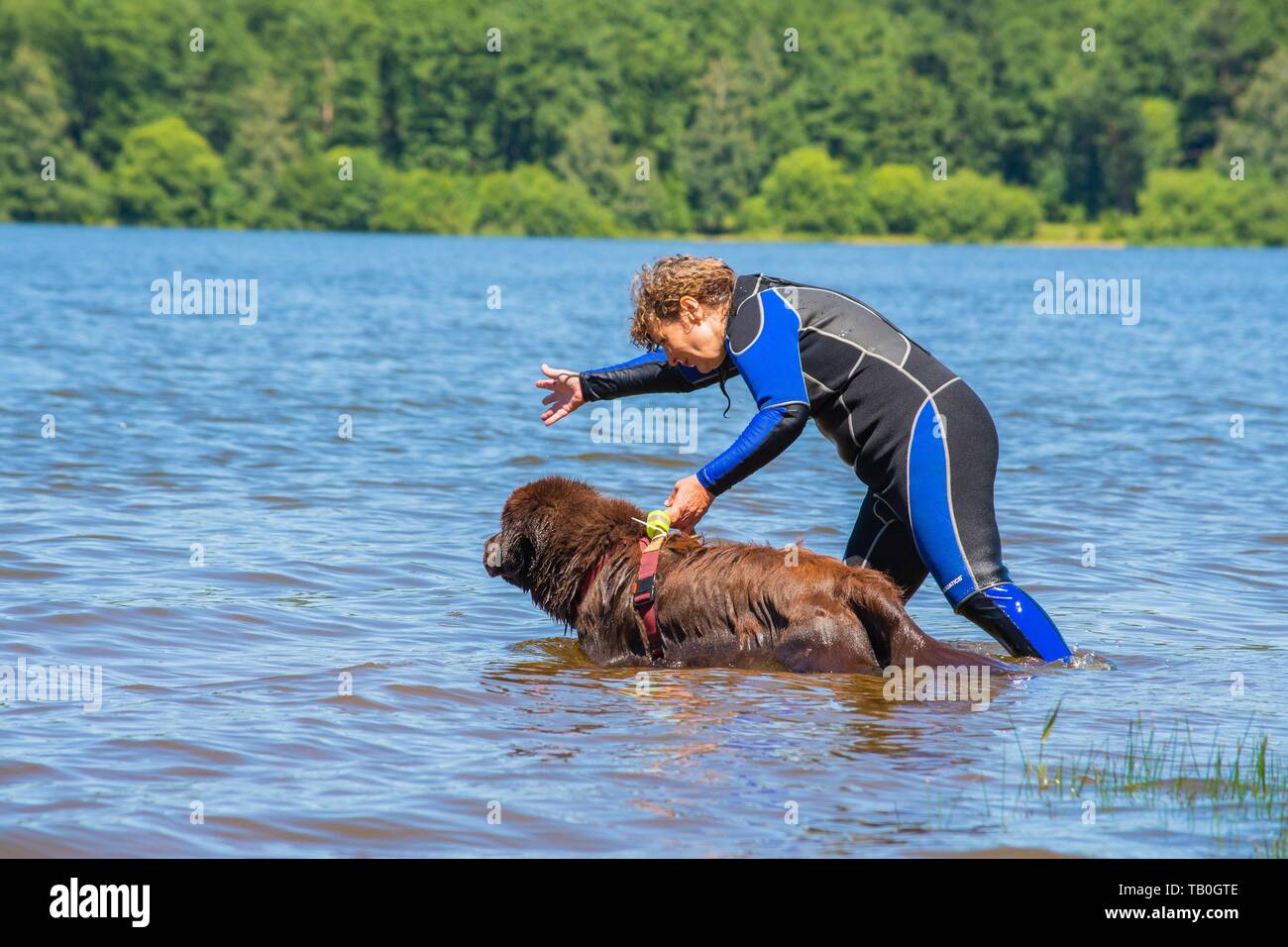 Newfoundland is trained as a water rescue dog Stock Photo Alamy