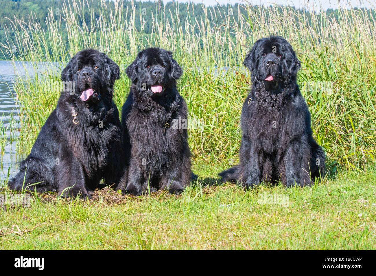 Terre Neuve High Resolution Stock Photography And Images Alamy