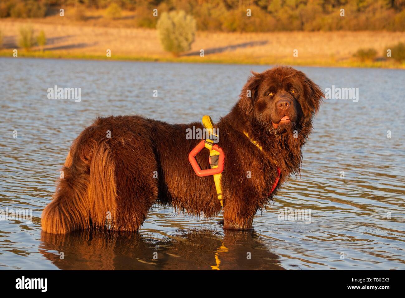 Newfoundland is trained as a water rescue dog Stock Photo Alamy