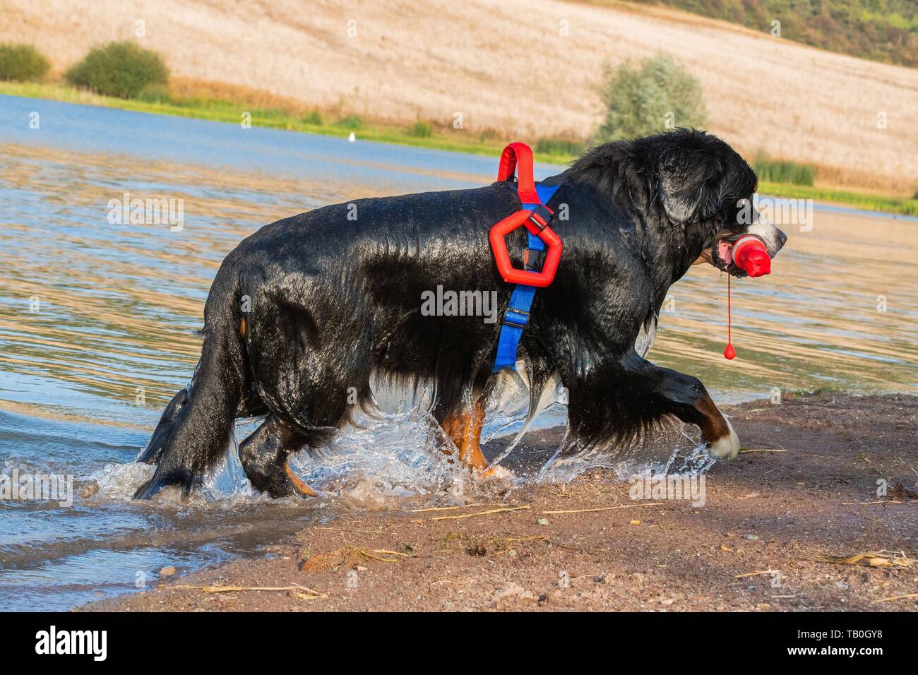 Bernese Mountain Dog is trained as a water rescue dog Stock Photo