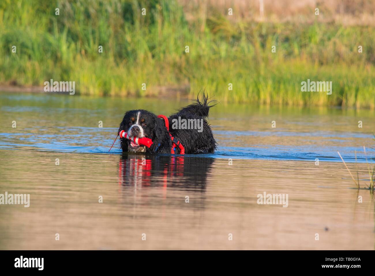 Bernese Mountain Dog is trained as a water rescue dog Stock Photo