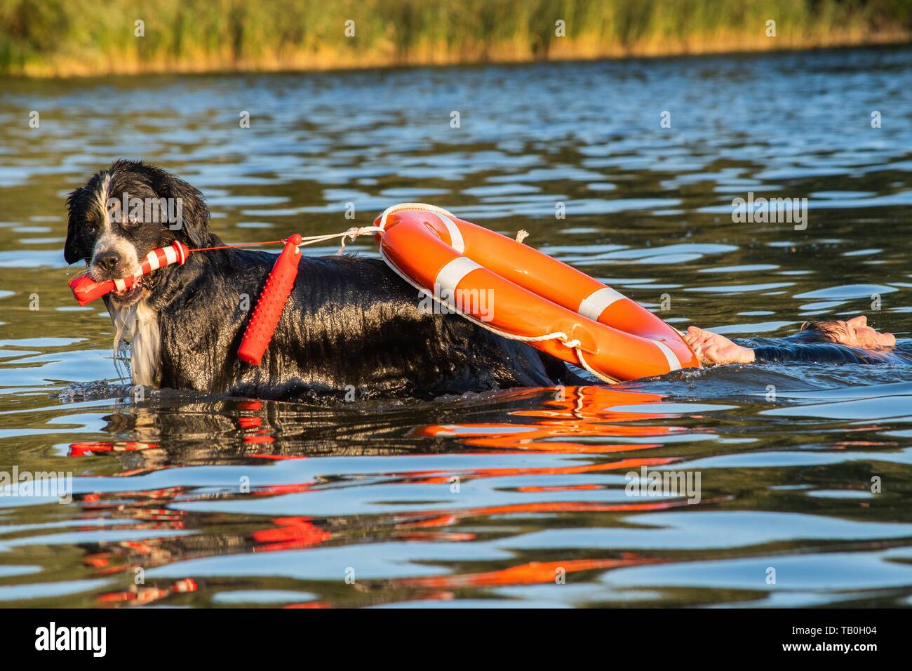 Bernese mountain on sale dog water