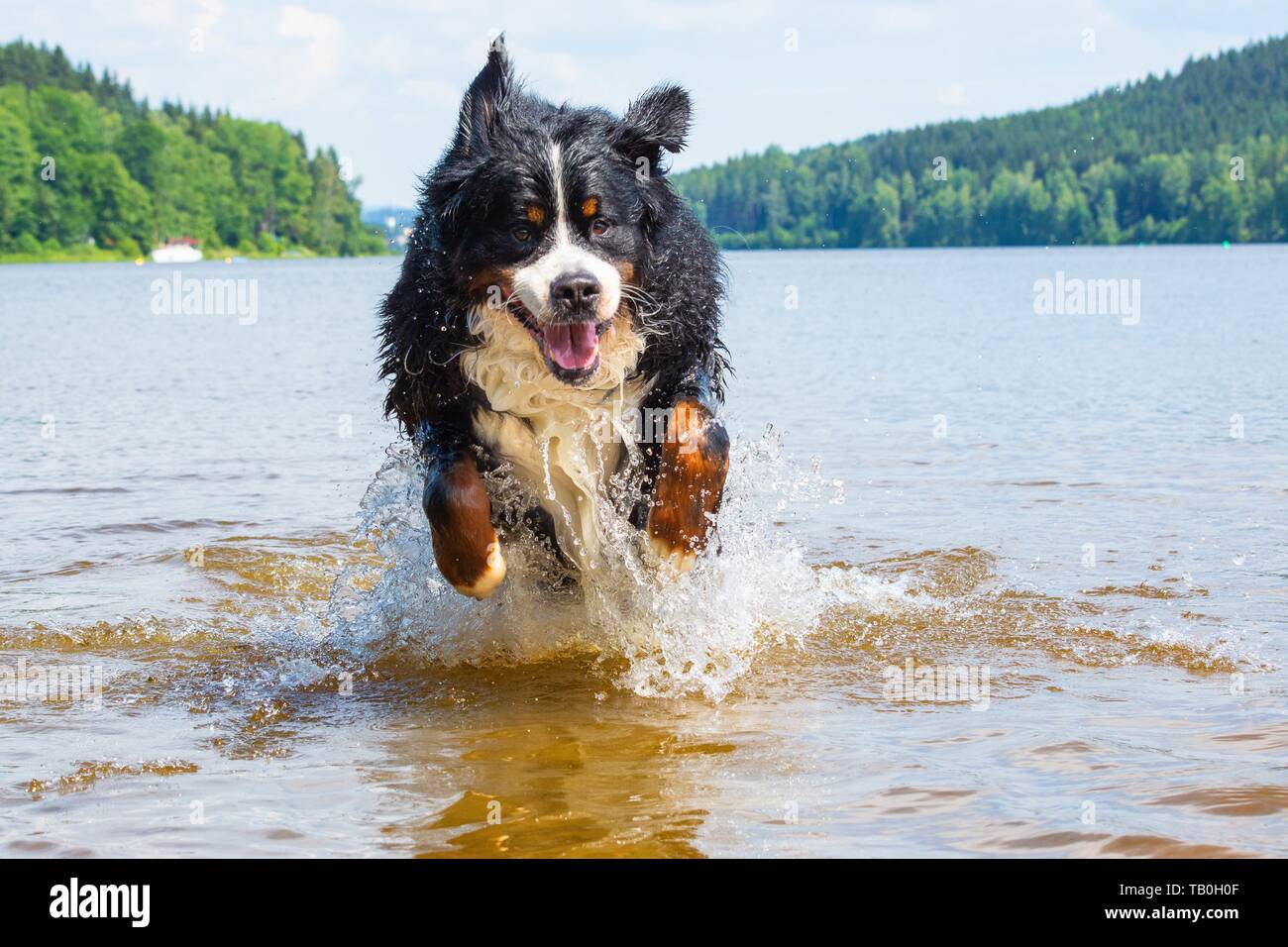 running Bernese Mountain Dog Stock Photo