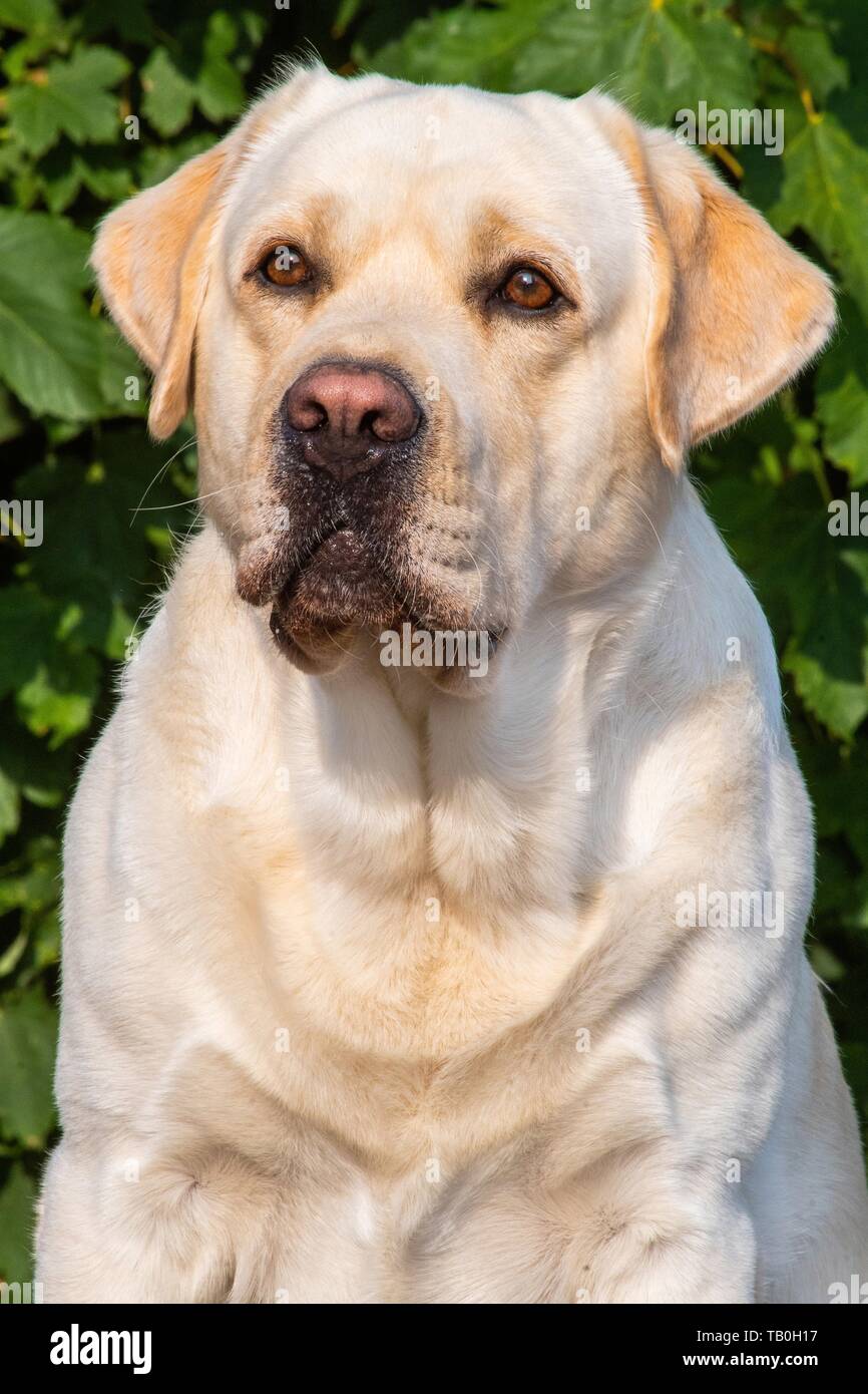 yellow Labrador Portrait Stock Photo