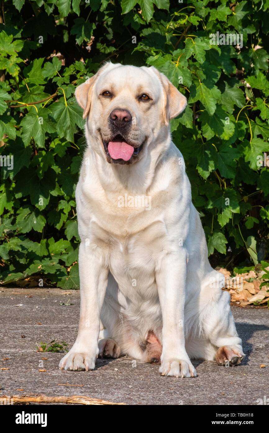 sitting Labrador Retriever Stock Photo