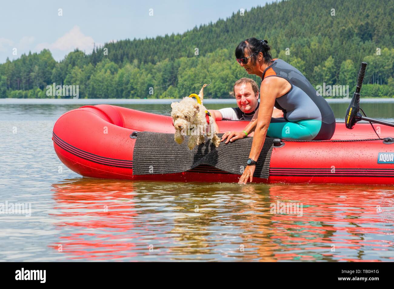 Lagotto Romagnolor is trained as a water rescue dog Stock Photo
