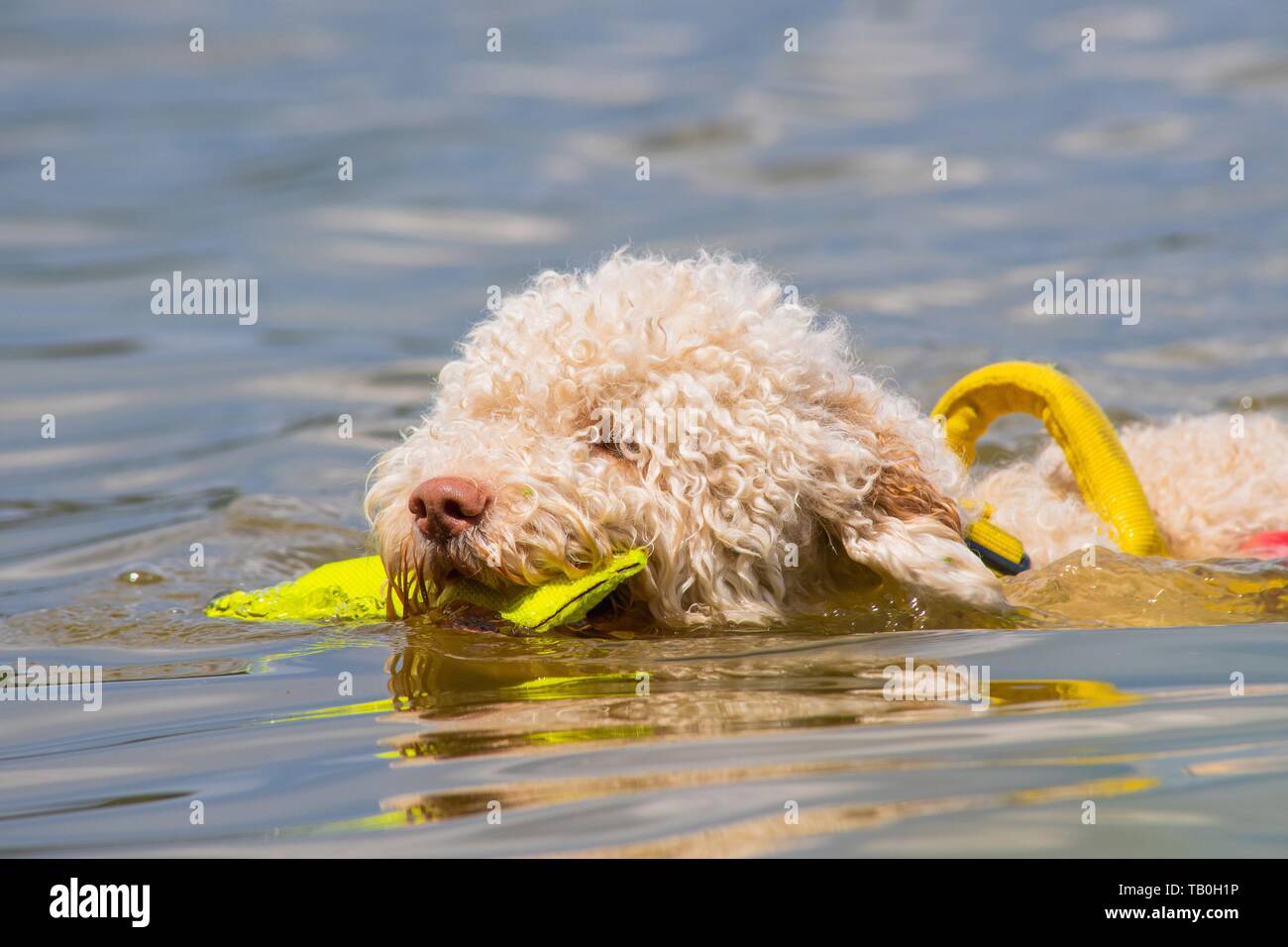Lagotto Romagnolor is trained as a water rescue dog Stock Photo