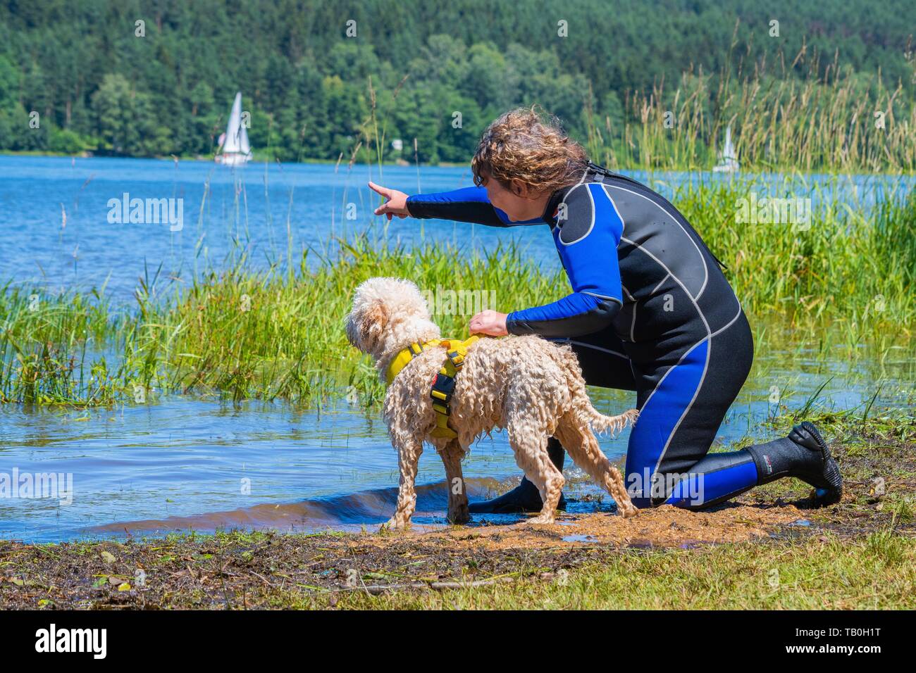Lagotto Romagnolor is trained as a water rescue dog Stock Photo