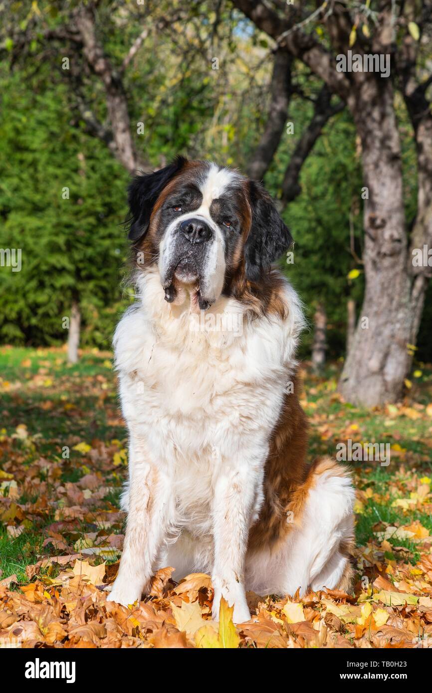 St Bernard Bernese Mountain Dog Lab Mix Puppies For Sale Lab Berner Dogs St  Bernese Mountain, image size:866x1390