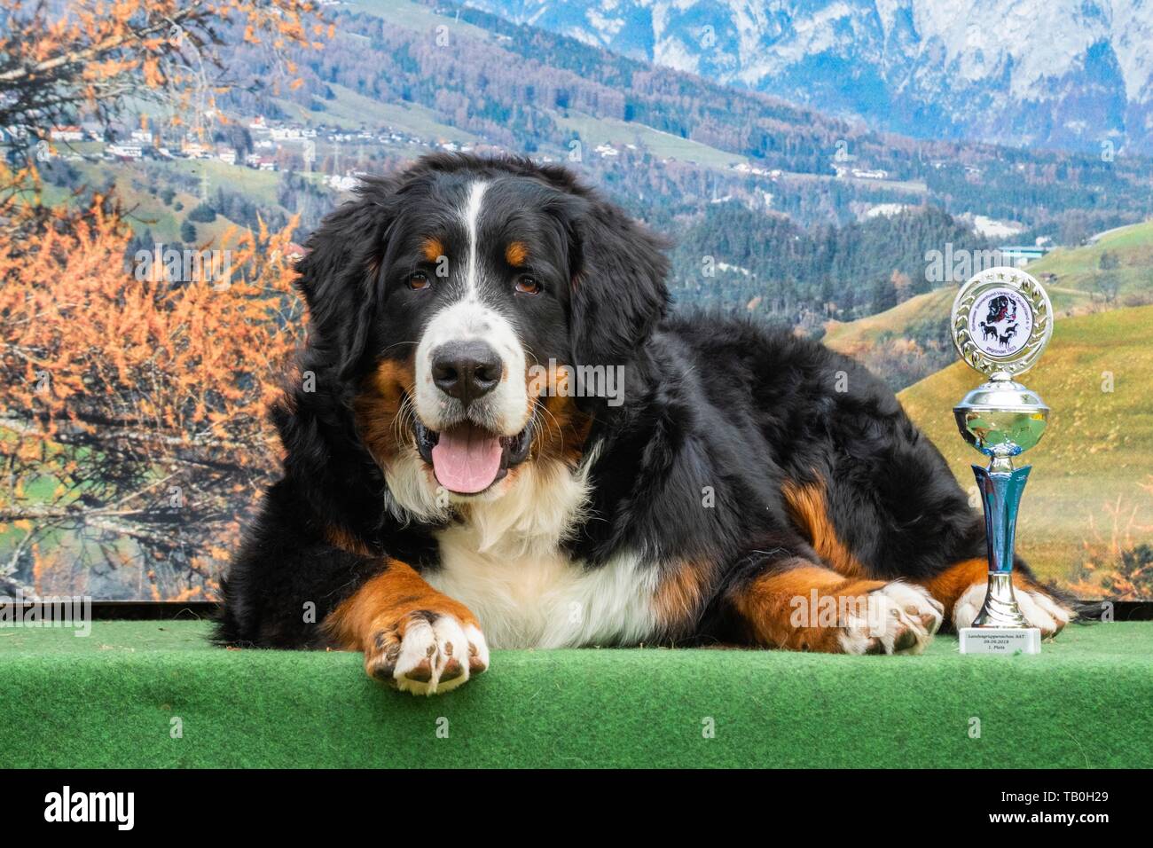 lying Bernese Mountain Dog Stock Photo