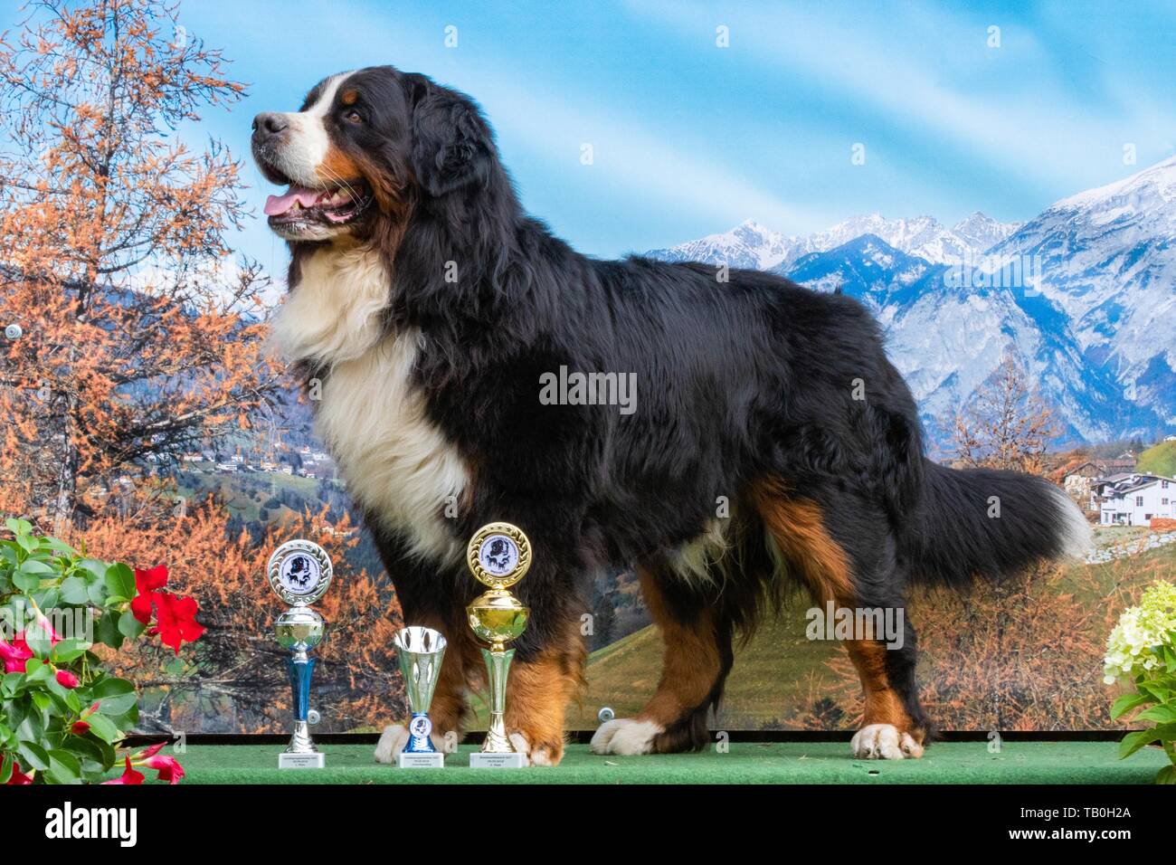 standing Bernese Mountain Dog Stock Photo