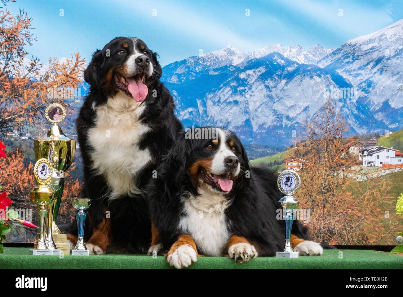 Bernese Mountain Dogs Stock Photo