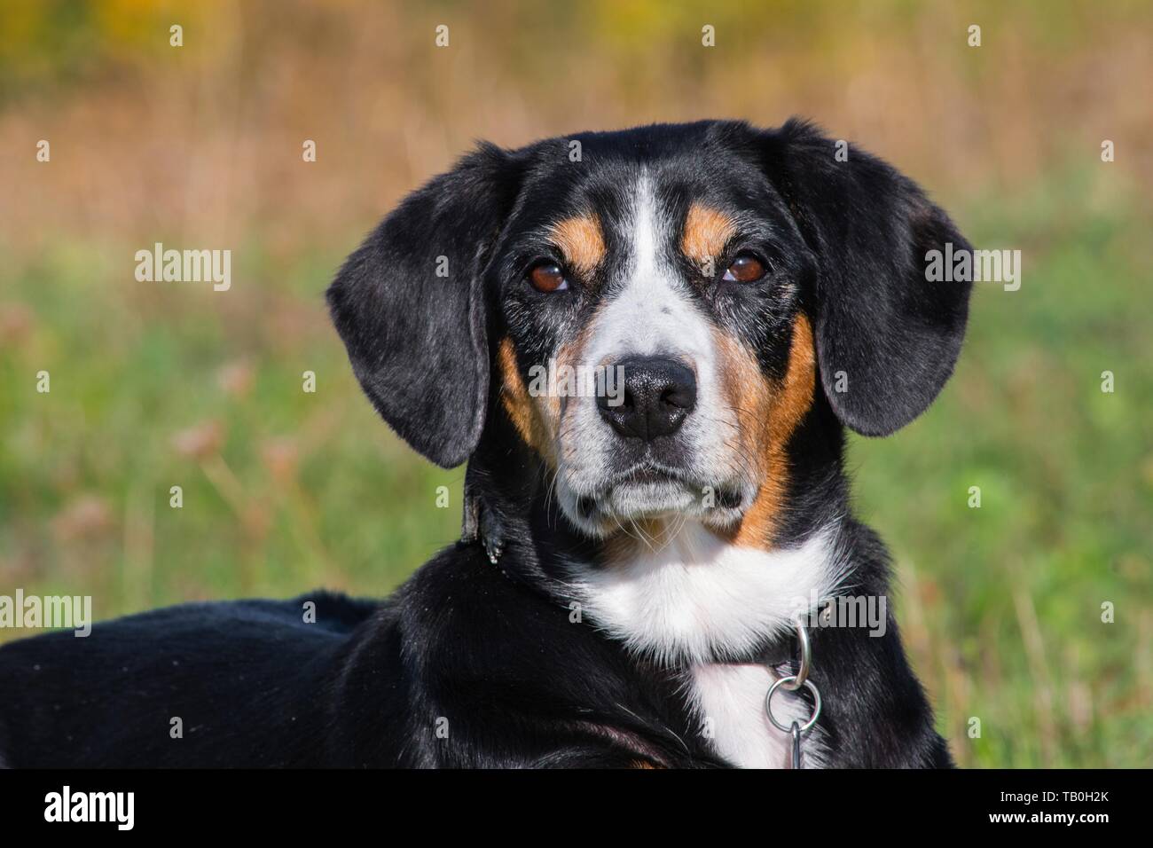 Entlebucher Mountain Dog Portrait Stock Photo