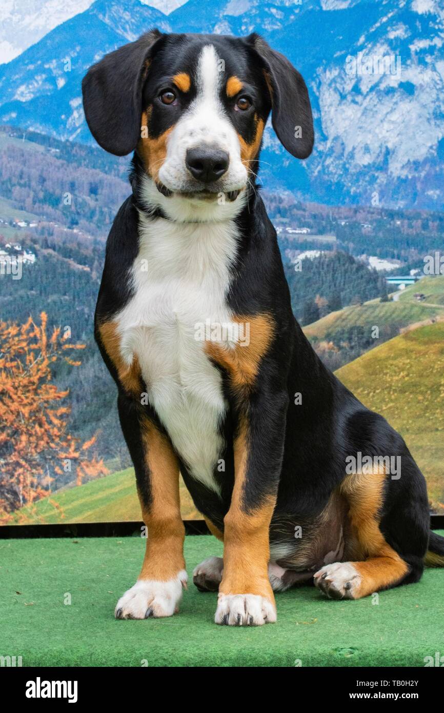sitting Entlebucher Mountain Dog Stock Photo