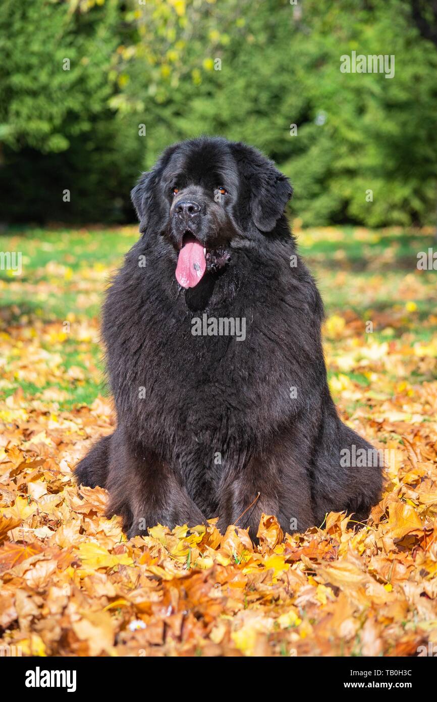 Newfoundland Dog in the foliage Stock Photo