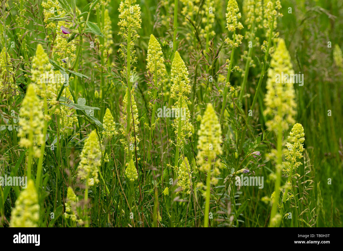 Reseda lutea - the yellow mignonette or wild mignonette - is a species of fragrant herbaceous plant native of Eurasia and North Africa. Its roots have Stock Photo