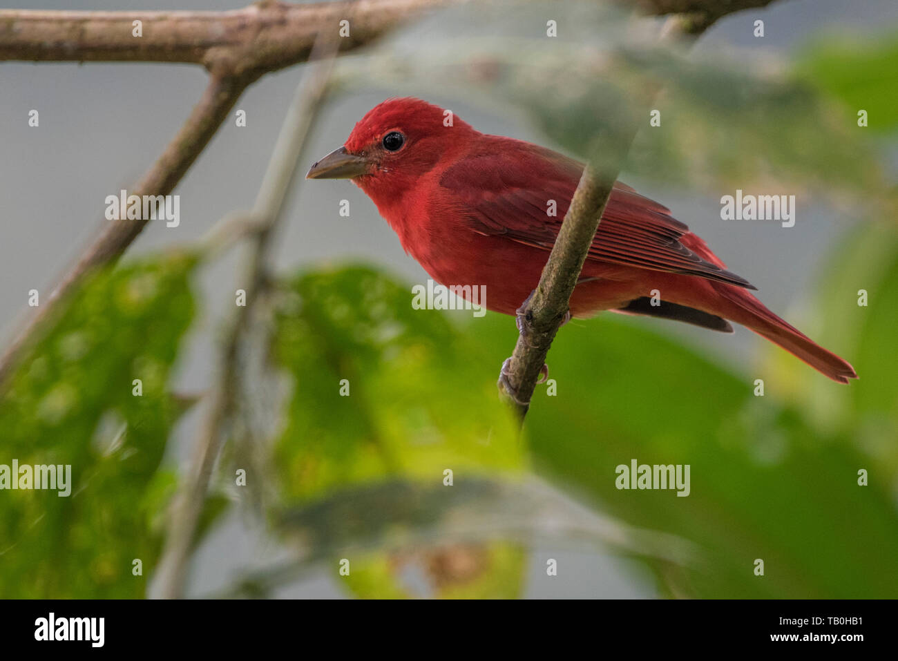 Summer tanager (Piranga rubra), a beautiful migratory bird ranging from the southern USA to northern South America. Stock Photo