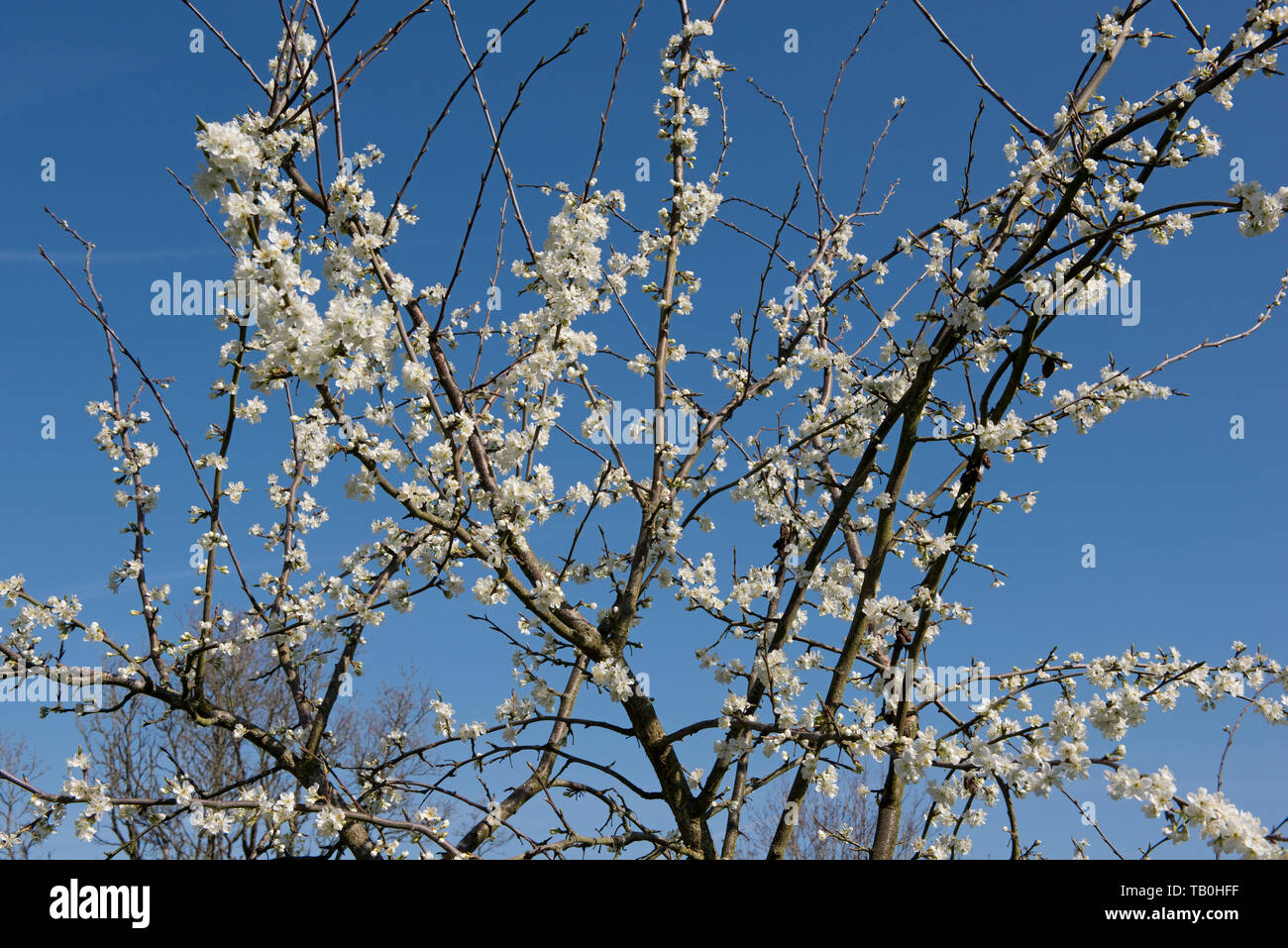 Blossom on a Victoria plum tree in a mixed garden orchard on a fine