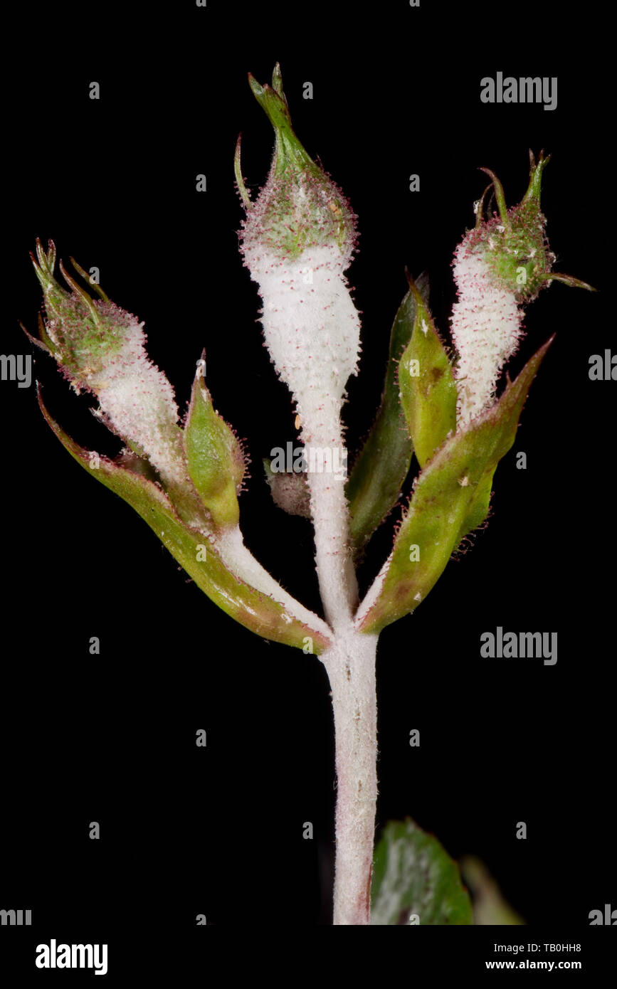 Powdery mildew, Podosphaera pannosa, fungal disease on rose buds, Rosa 'American Pillar', Berkshire, May Stock Photo