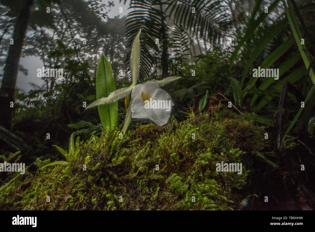 A blooming orchid from the cloud forest of Ecuador. Stock Photo