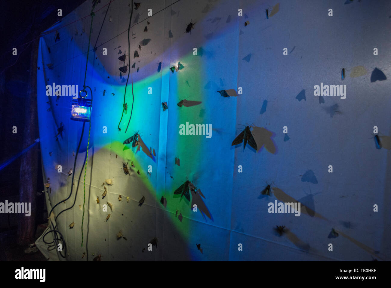 Moths attracted to light hires stock photography and images Alamy