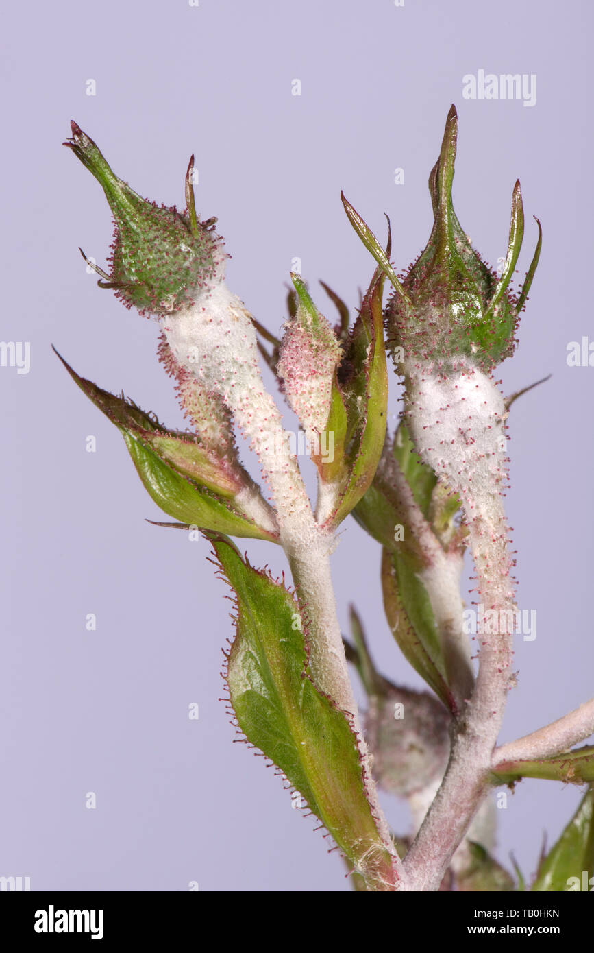 Powdery mildew, Podosphaera pannosa, fungal disease on rose buds, Rosa 'American Pillar', Berkshire, May Stock Photo