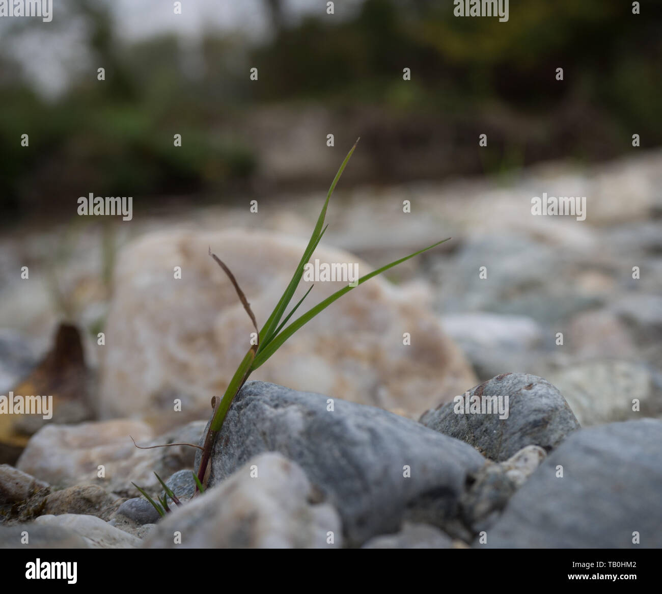 Blade of grass between stones Stock Photo