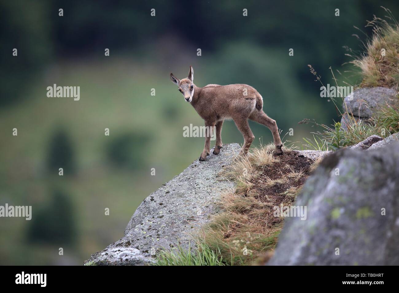 Chamois / Gaemse ( Rupicapra rupicapra ), cute fawn, young baby animal,  standing in a flowering alpine meadow, watching for its parents, Europe  Stock Photo - Alamy