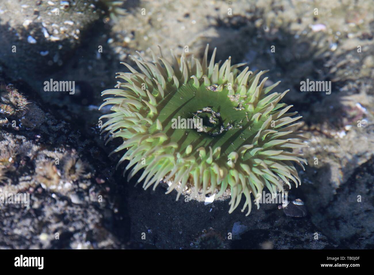 sea anemone Stock Photo